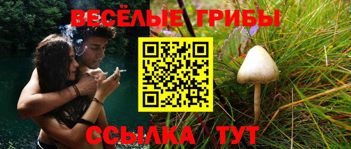Галлюциногенные грибы прущие грибы Славянск-на-Кубани